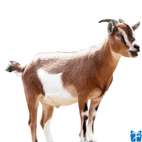 Goat goat feyel beal